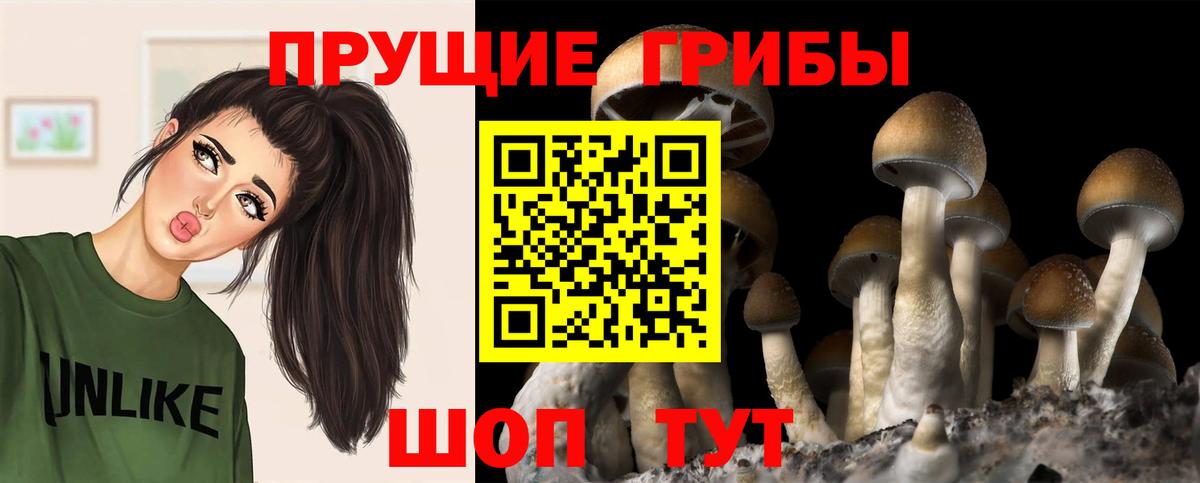 Псилоцибиновые грибы Psilocybine cubensis Нижнеудинск